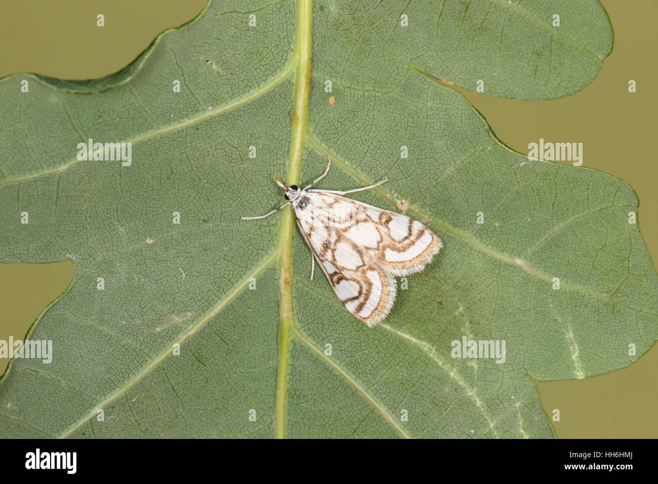 Hermosa Chinamark (Nymphula nitidulata), un atractivo blanco y dorado de micro-moth de humedales Foto de stock