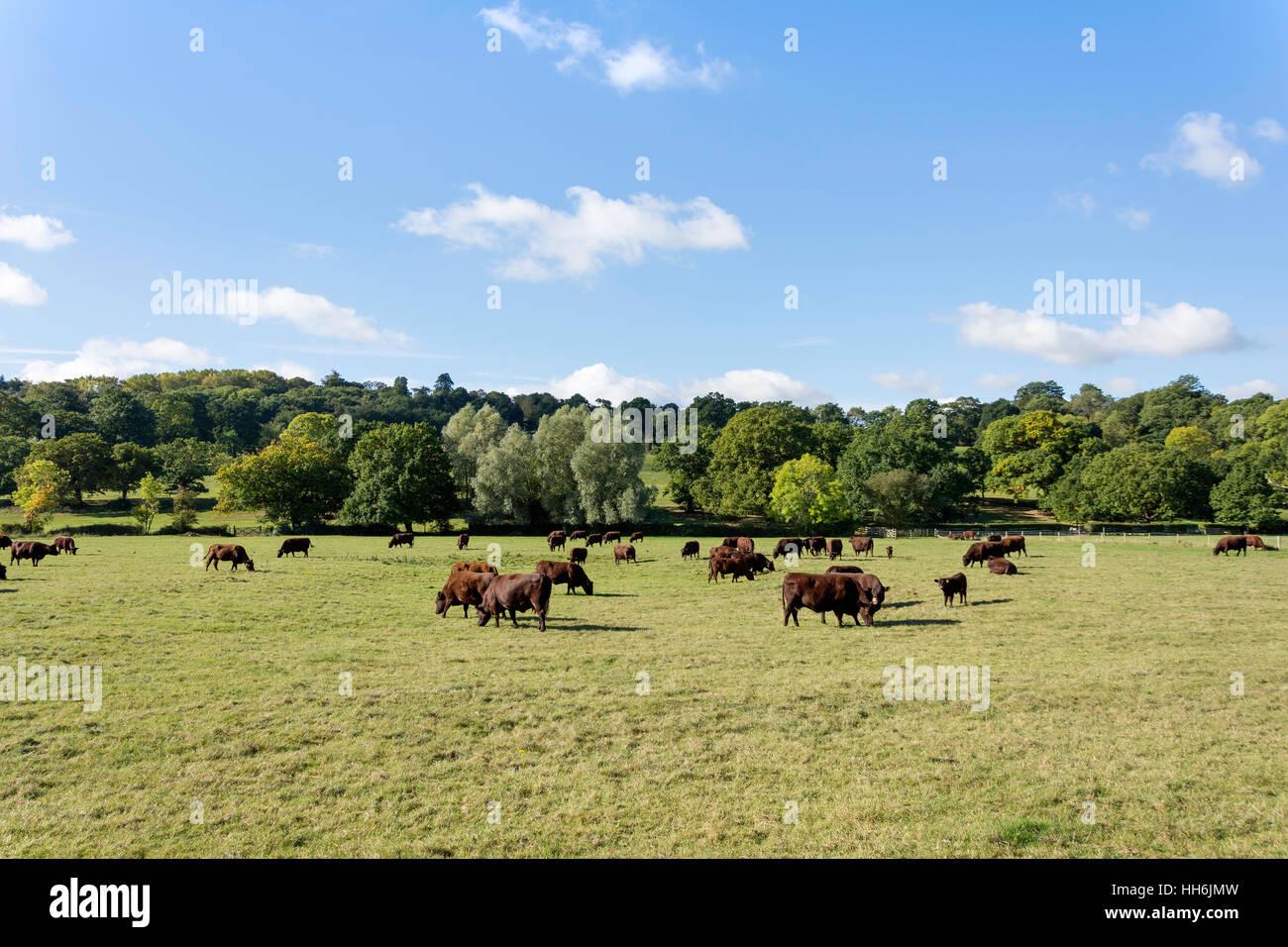 Vacas de raza Sussex en campo en Runnymede por Río Thames, Surrey, Inglaterra, Reino Unido Foto de stock