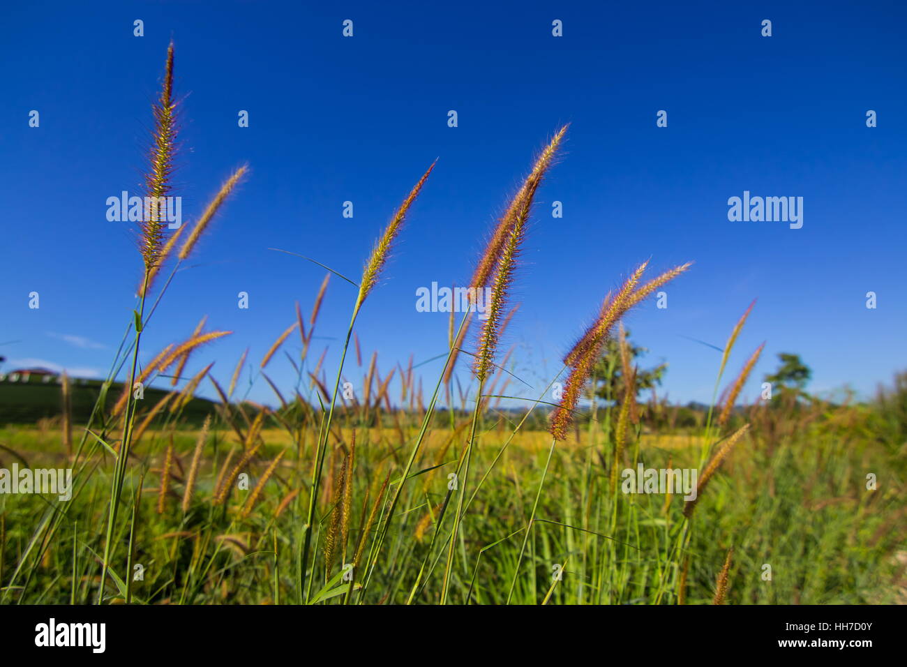 Fuente de Pennisetum hierba y fondo de cielo azul Foto de stock