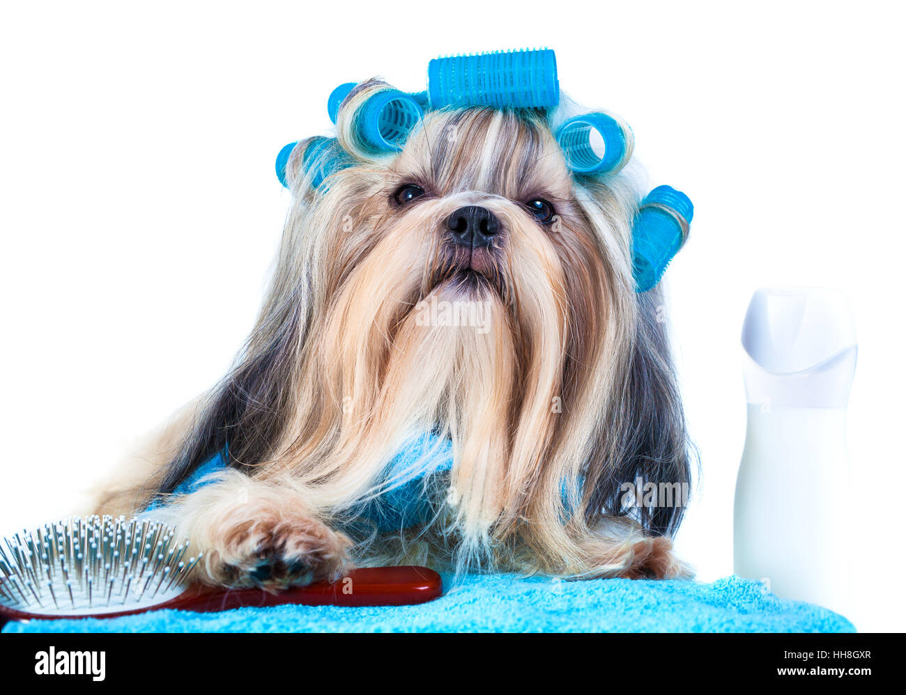 Shih Tzu perro después del lavado. Con rizadores, toallas y peine. Sobre un  fondo blanco Fotografía de stock - Alamy