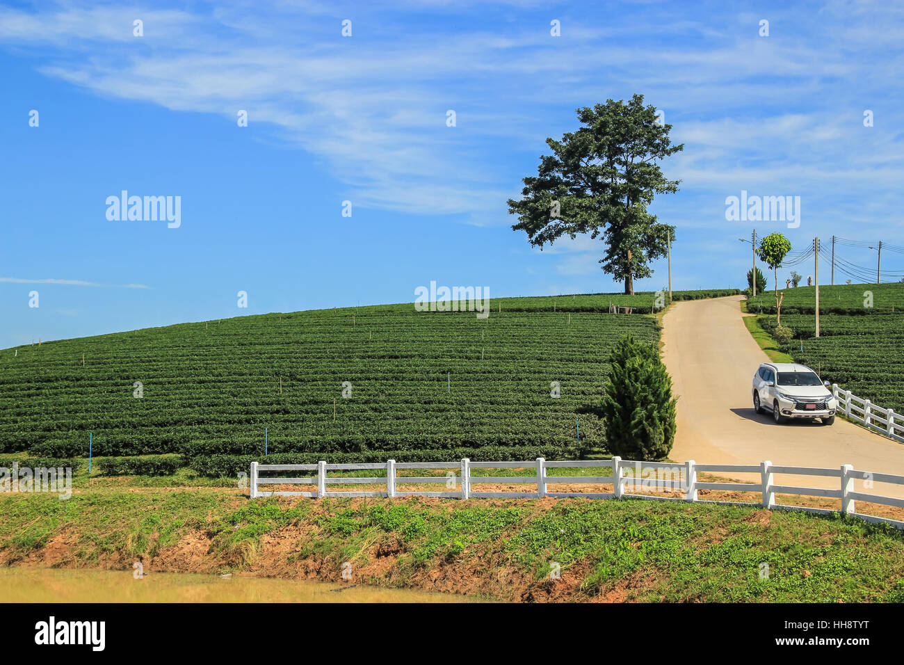 Plantación de té, Lone Tree y automóvil desde la colina en Chiang Rai, Tailandia Foto de stock