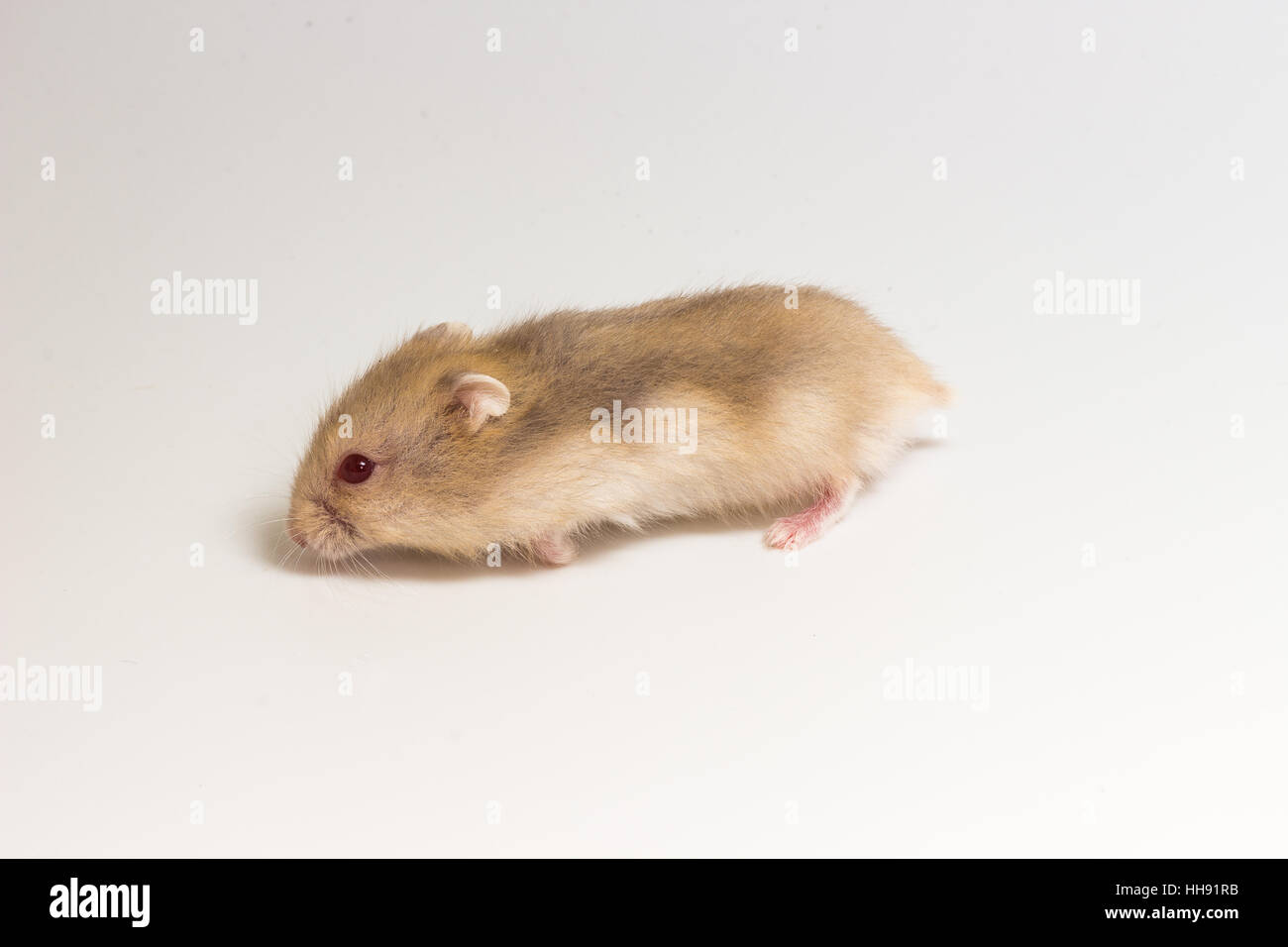 Hámster enano, pequeño y lindo Hamster sobre fondo blanco Fotografía de  stock - Alamy