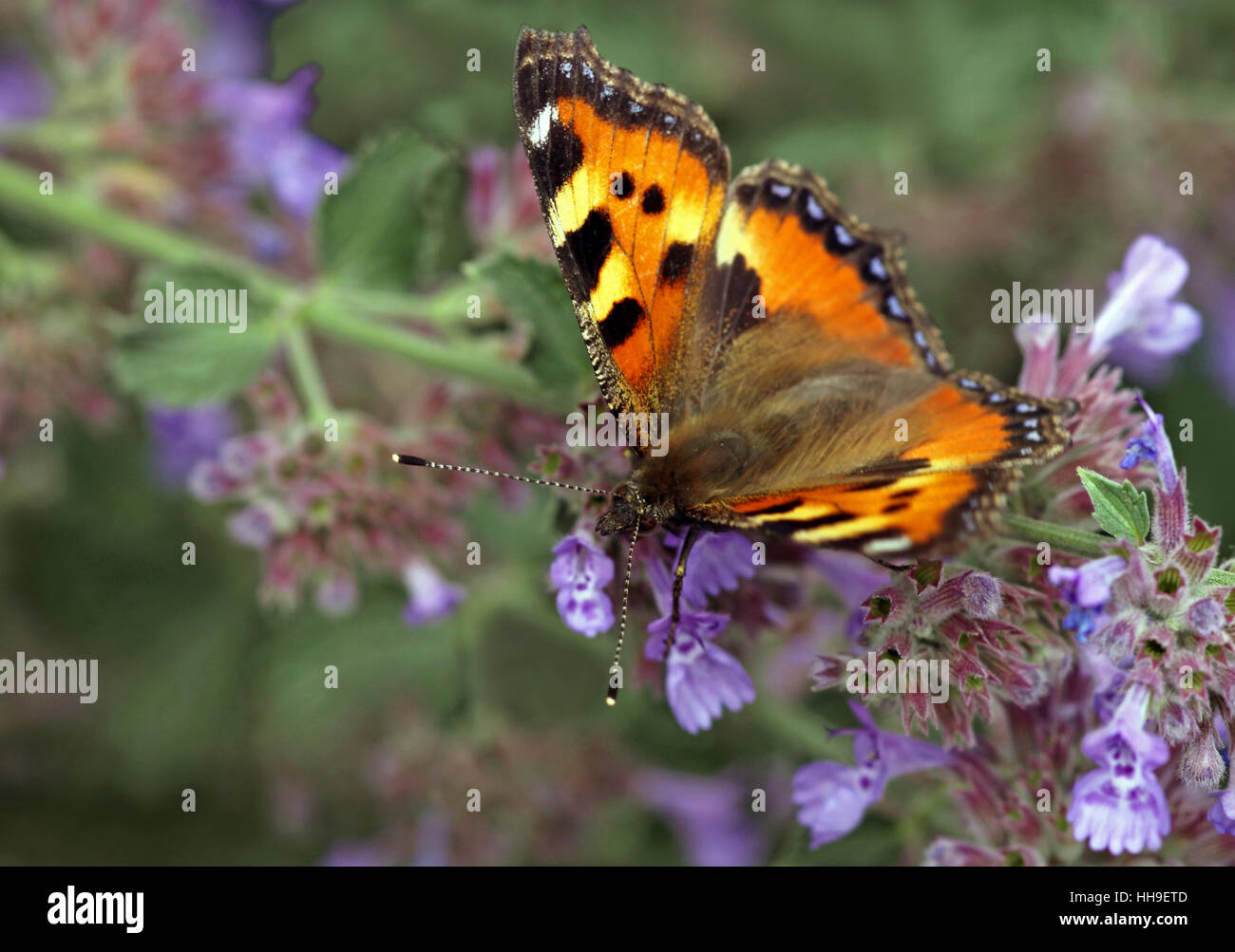Mariposa, polilla, azul, fauna, flora, mariposas, botánica, flores, pequeño, diminuto, Foto de stock