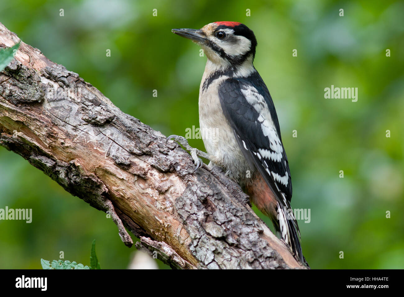 Animales, pájaros, aves, pájaro carpintero, el canto del pájaro, bobolinks, árbol, animal de invierno Fotografía de stock - Alamy Animales, pájaros, aves, pájaro carpintero, el canto del pájaro, bobolinks, árbol, animal de invierno Fotografía de stock - Alamy