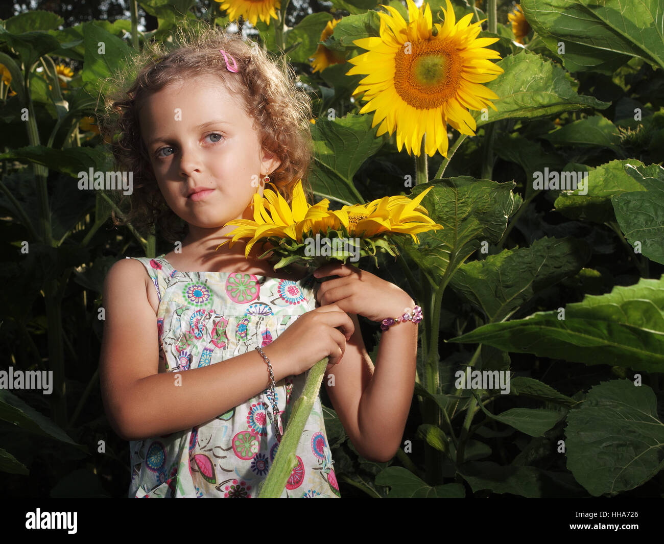 Flor, planta, girasol, pequeño, pequeño, pequeño, corto, bebé, niña,  chicas, azul Fotografía de stock - Alamy