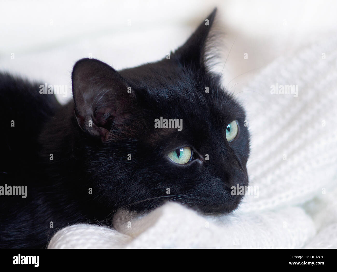 Gato negro sobre blanco ropa deja el pelo. Foto de stock