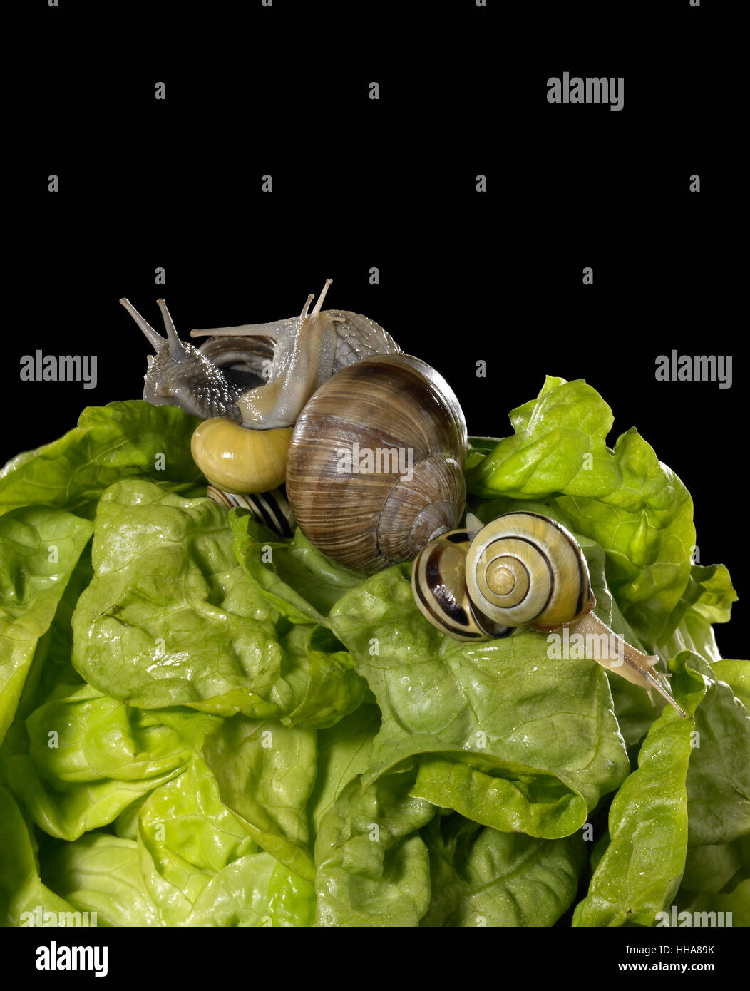 Caracoles comestibles, lechuga, ensalada, movimiento, aplazamiento, movimiento, movimiento, alimentos, Foto de stock