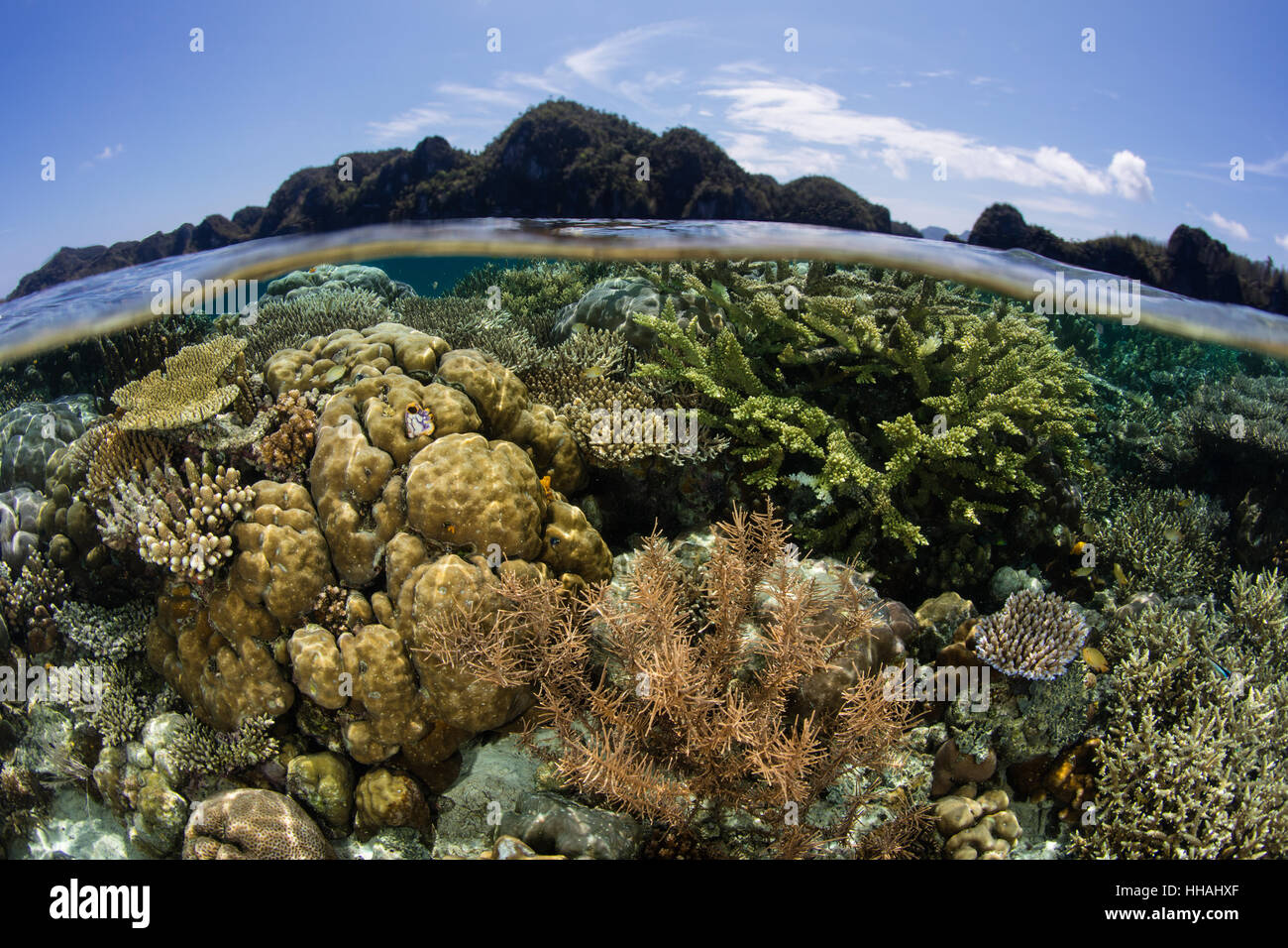 Un hermoso arrecife de coral prospera en Raja Ampat, Indonesia. Esta región es conocida como biodiversidad en el corazón del Triángulo de Coral. Foto de stock