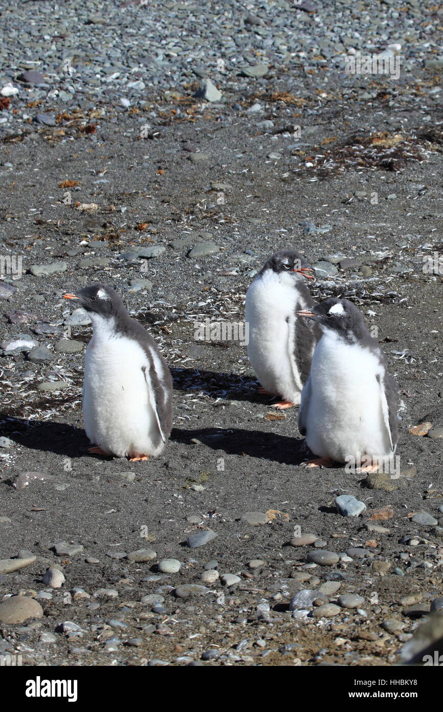 Antártida, Penguin, Polo Sur, garbanzos, aves, las aves antárticas, colonia  de pingüinos Fotografía de stock - Alamy