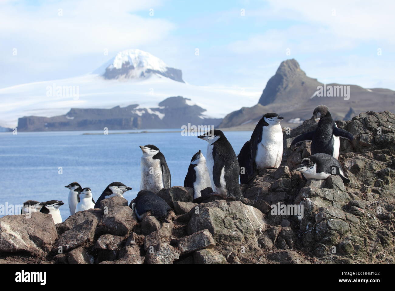 Antártida, Penguin, Antártida, colonia de pingüinos, chick, Polo Sur, ropa de abrigo Fotografía de stock Alamy