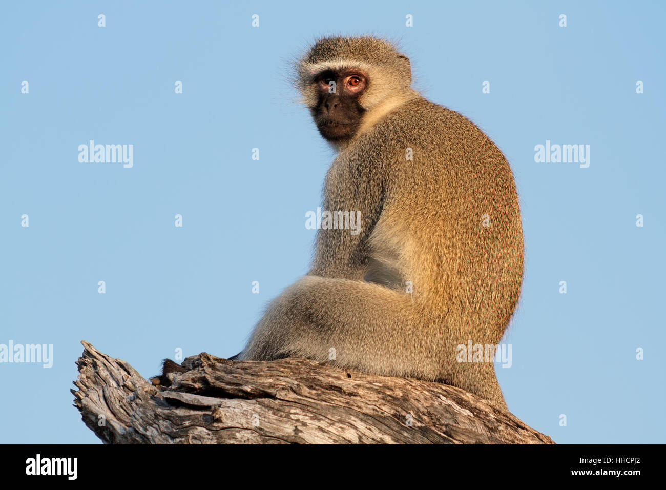 Mono cara azul fotografías e imágenes de alta resolución - Alamy