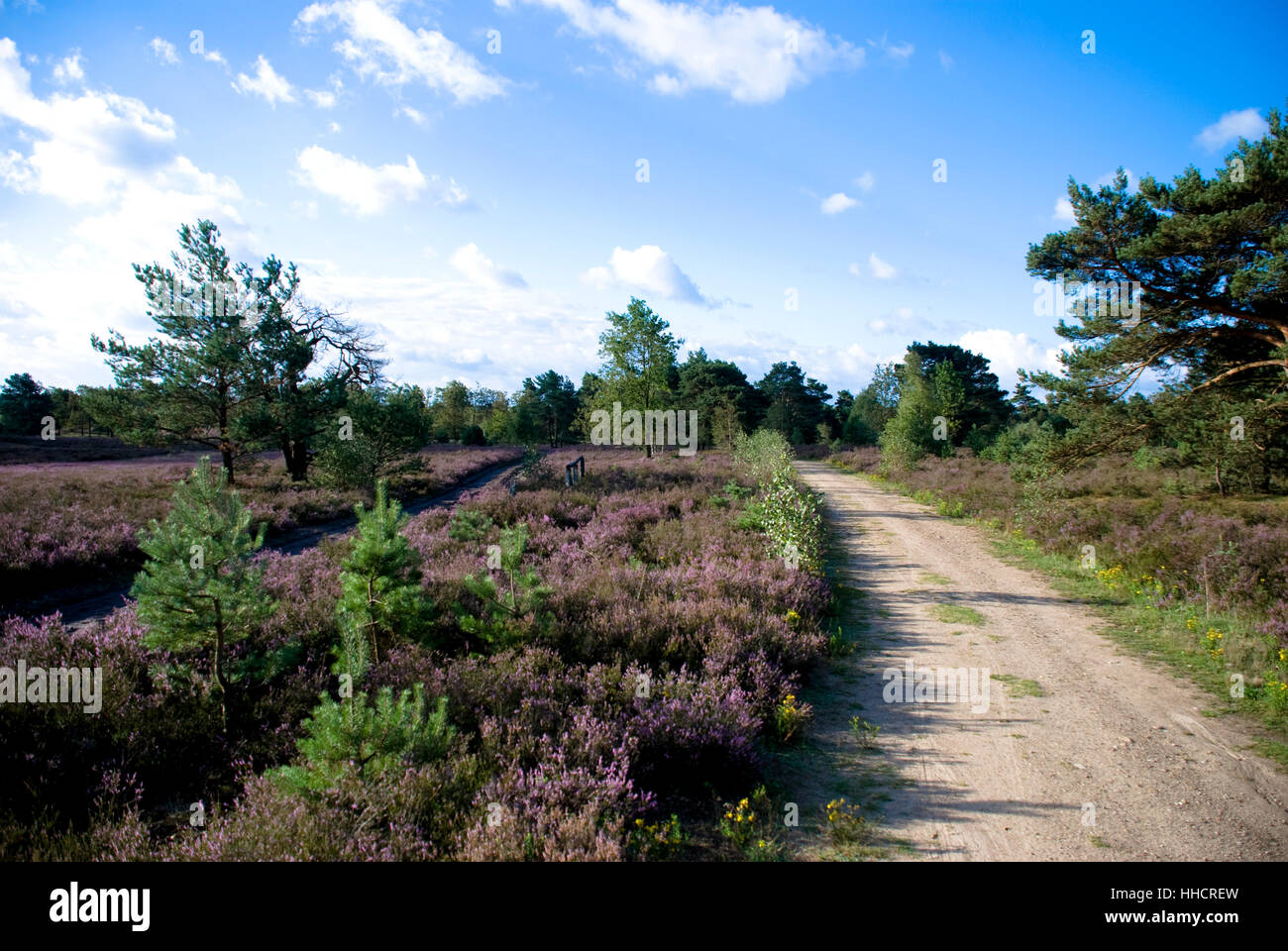 El norte de Alemania, Heath, el paisaje, el paisaje, la naturaleza, el verde, el turismo, Foto de stock