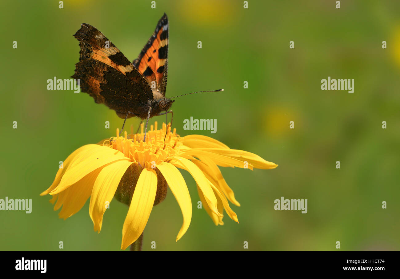 Small tortoiseshell sobre oxeye Foto de stock