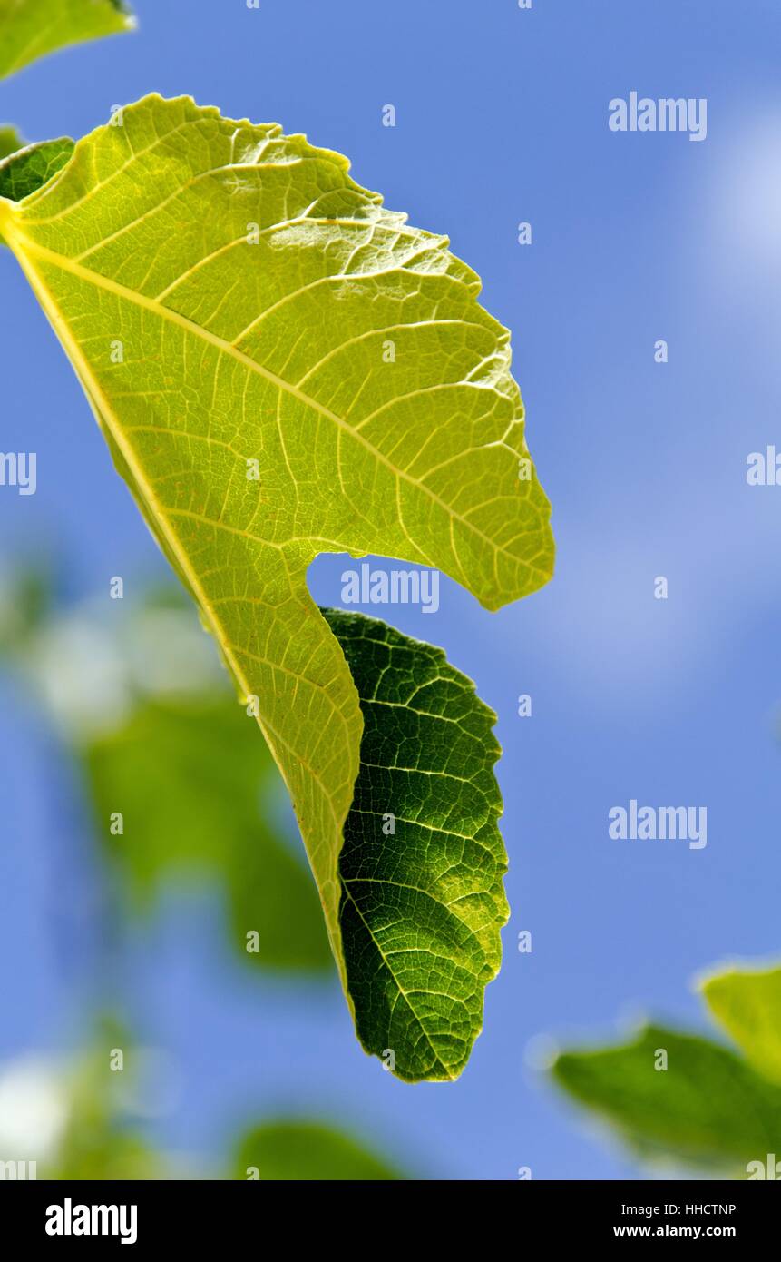 Hoja, árbol, ubicación shot, hoja de parra, planta, naturaleza, hoja