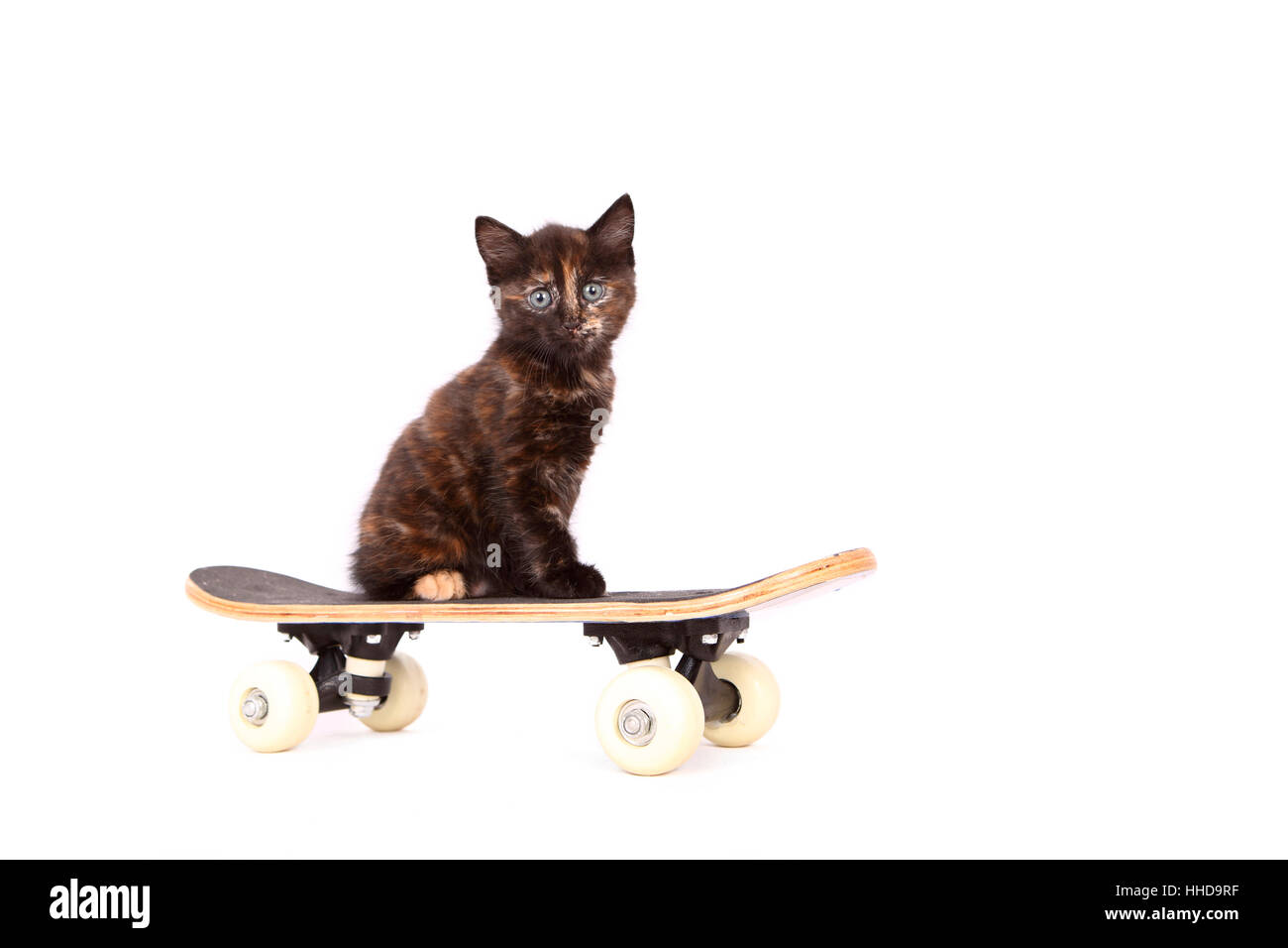 Europaeisch Kurzhaar. Gatito (6 semanas) sentados en un monopatín. Studio picture contra un fondo blanco. Foto de stock
