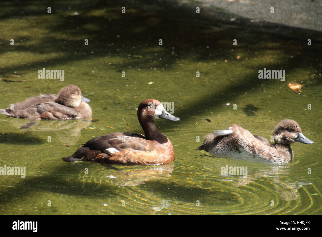 Animal, pato, pollo, animales salvajes, cojines, agua, animales, mamíferos,  aves silvestres Fotografía de stock - Alamy