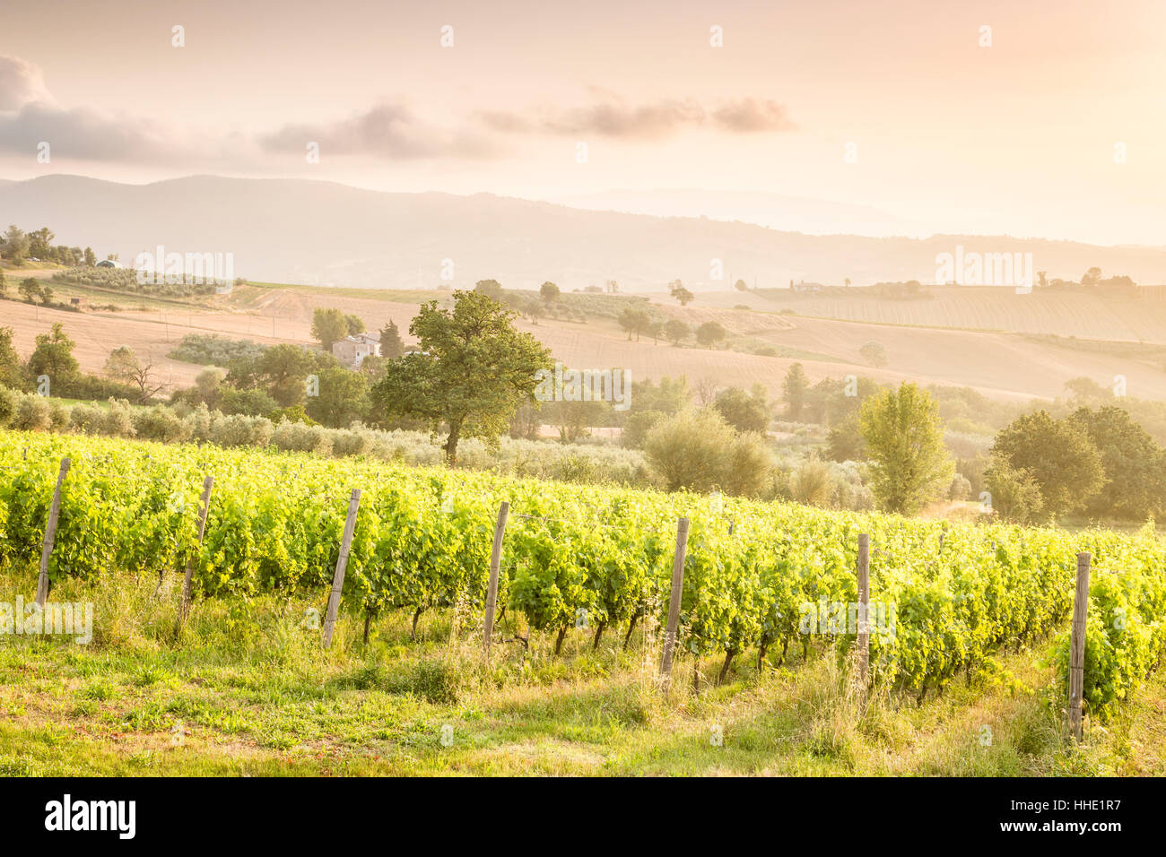 Viñedos cerca de Montefalco, conocida por su vino tinto de Sagrantino, Val di Spoleto, Umbria, Italia Foto de stock
