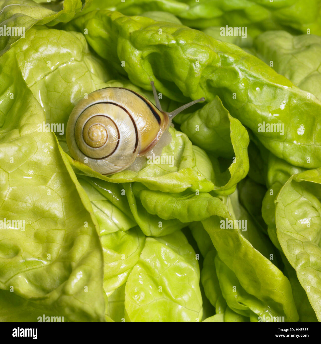 Motion, aplazamiento, movimiento, movimiento, comida, alimento, hoja, macro, más cerca Foto de stock