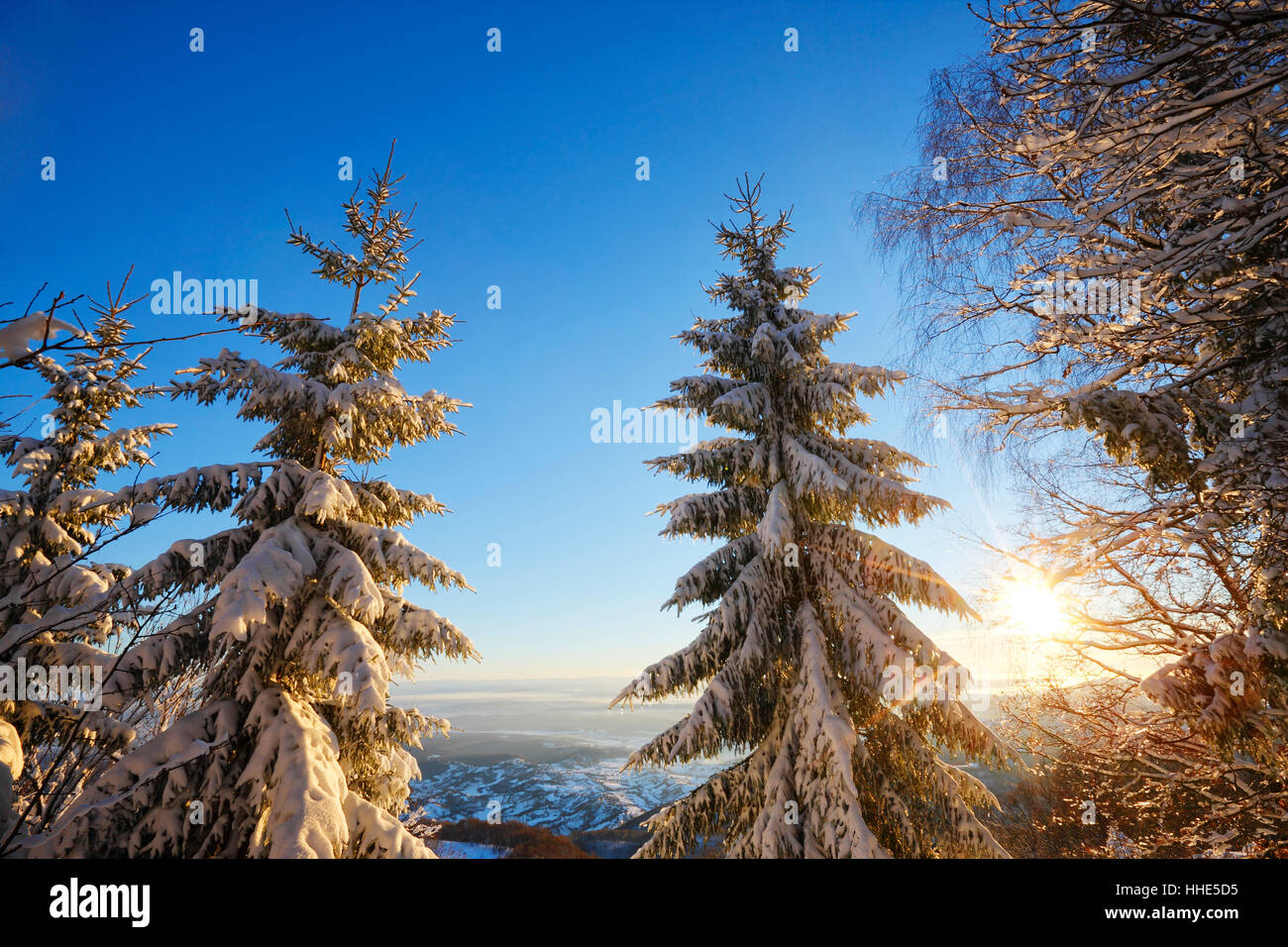 Los pinos cubiertos de nieve en invierno Foto de stock