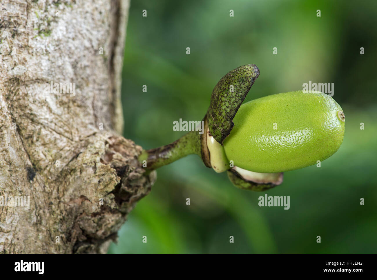 Higüero (Crescentia cujete) con fruta, la selva del Amazonas, río Canande Reserva Natural Bosque, Choco, Ecuador Foto de stock