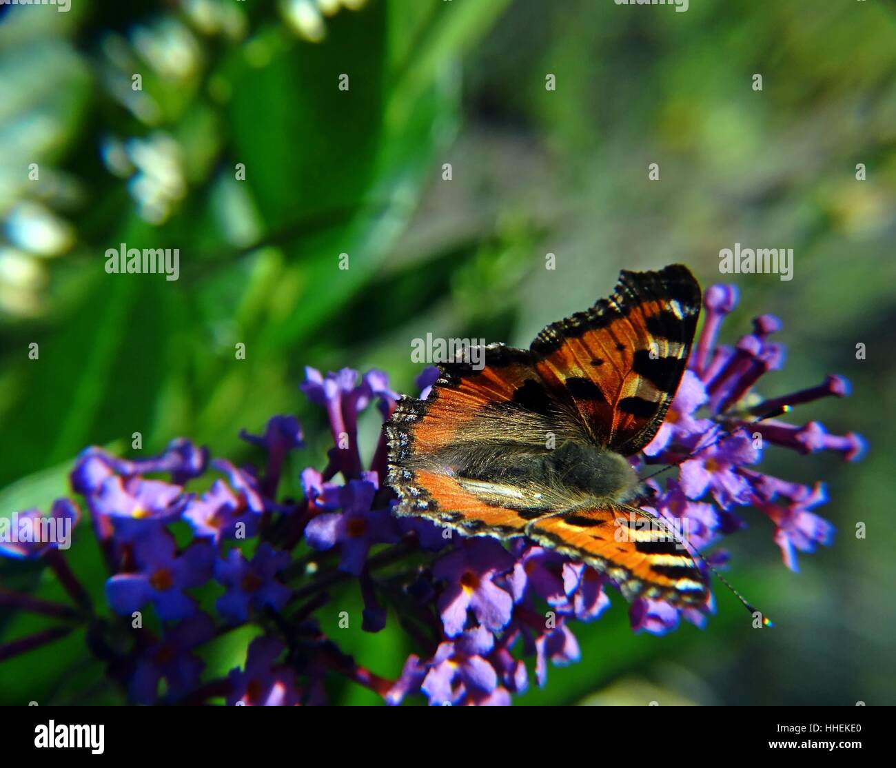Mariposa, lila, verde, mariposas, pequeño, pequeño, pequeño, corto, polilla, Fox, Foto de stock