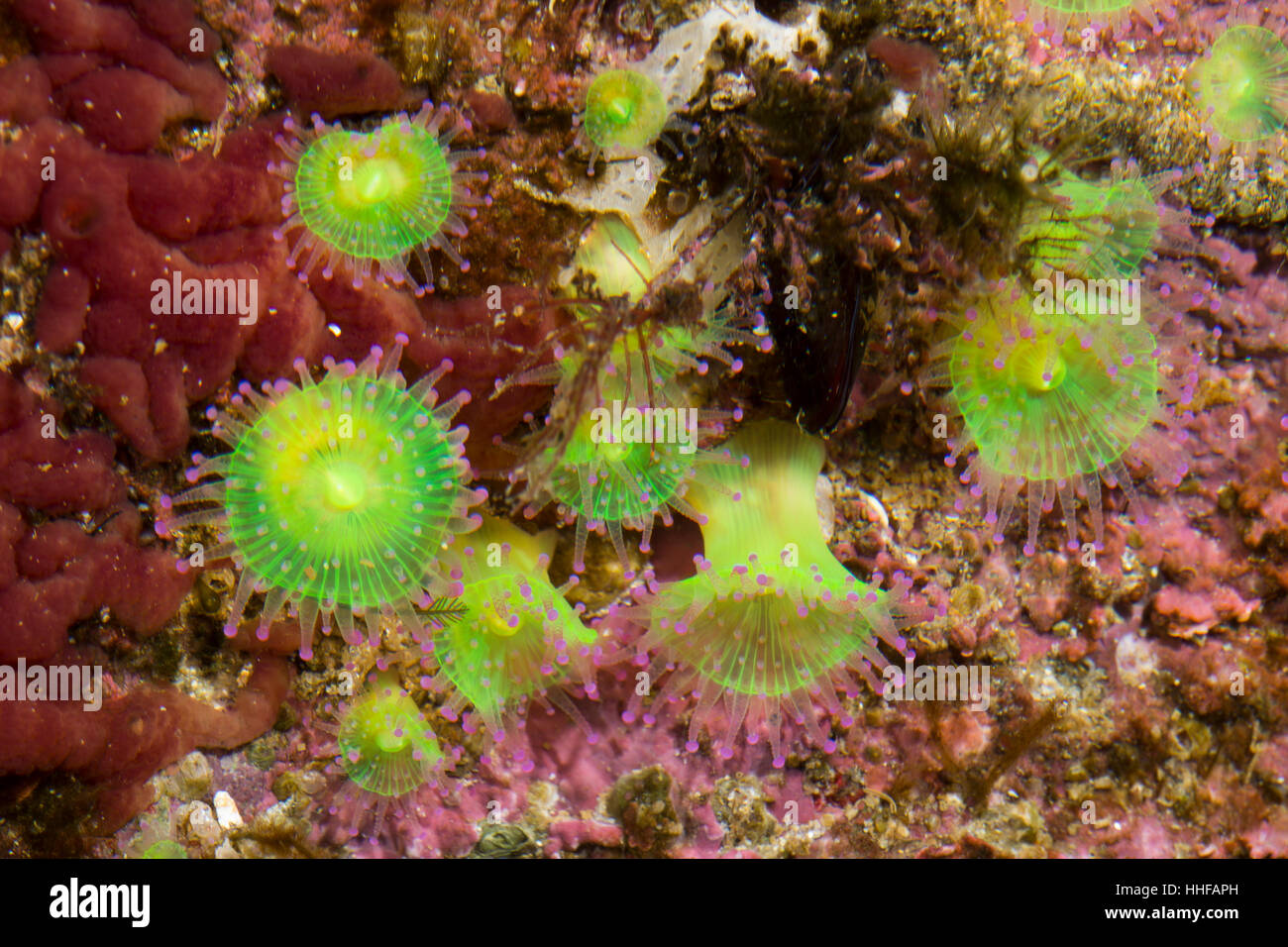 Juwelen-Anemone Korallenanemone Juwelenanemone,,,, Korallen-Anemone Corynactis viridis, joya de anémona, L'Anémone-bijou, Anthozoa, Blumentier, Blumenti Foto de stock