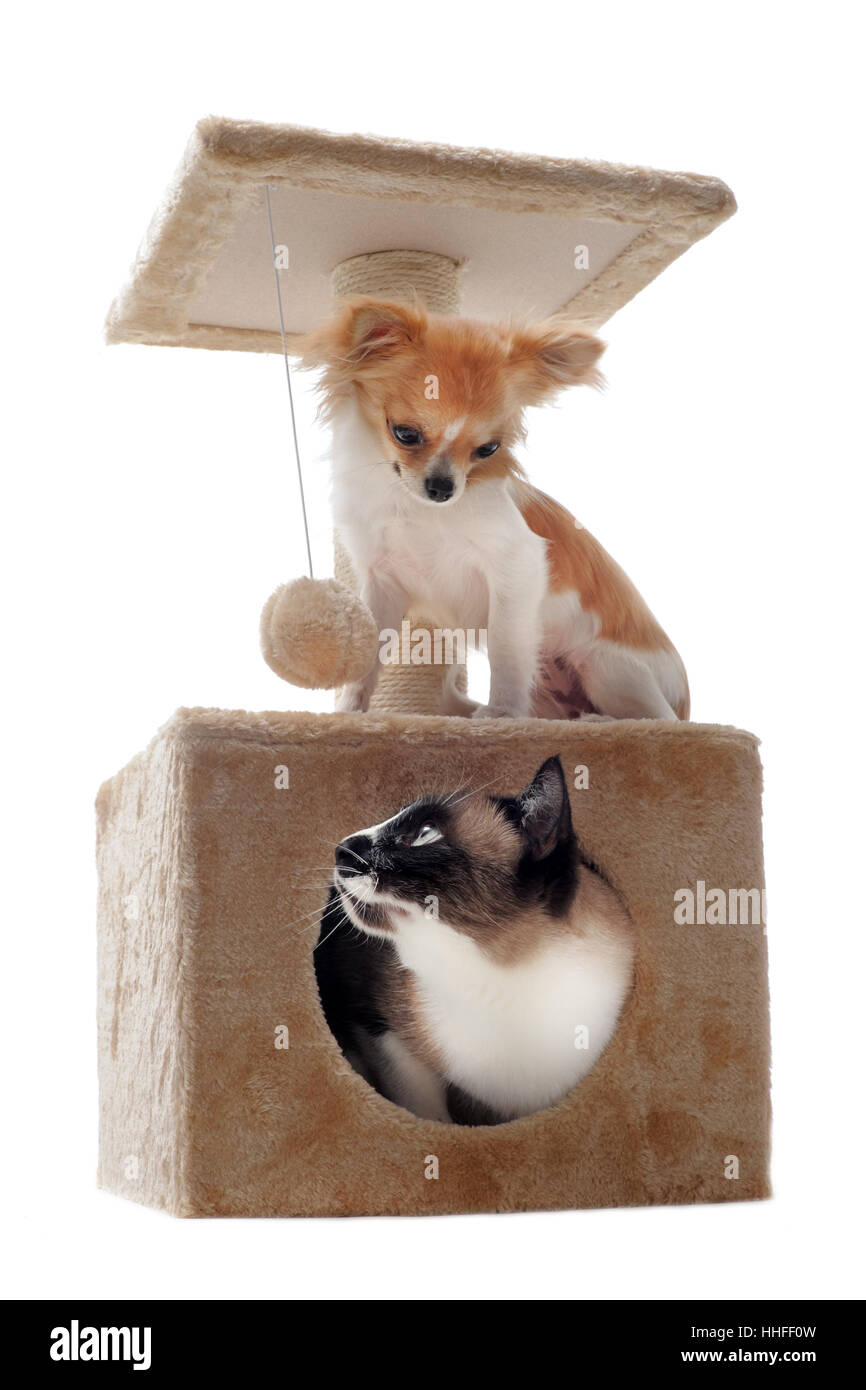 Mascota, perro, pussycat, gato, gato doméstico, amigos, amistad, juego,  torneo Fotografía de stock - Alamy