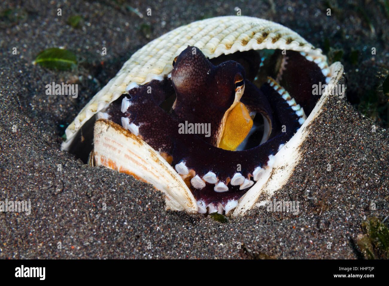Estrecho de Lembeh, Indonesia.19 de enero de 2017. El Coco pulpo (Amphioctopus marginatus) se suelen utilizar las cáscaras de coco como protección, sin embargo, son igualmente en casa escondidos dentro de una shell como este pulpo fue hoy en el estrecho de Lembeh, al norte de Sulawesi, Indonesia Crédito: Ed Brown/Alamy Live News Foto de stock