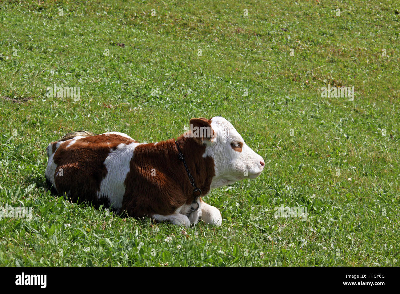 Las crías, bovinos, marrón rojizo, joven animal, la pantorrilla, Alpes, alp, en blanco Foto de stock