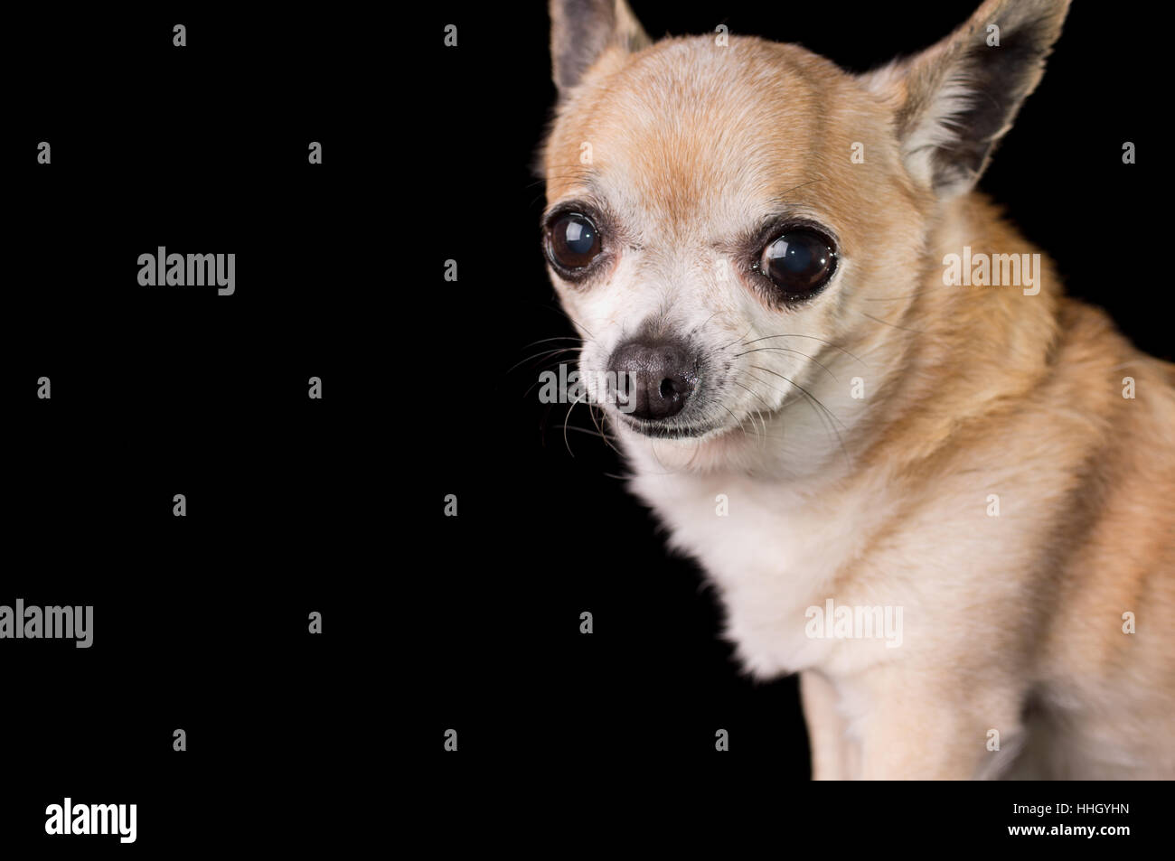 Pequeño, pequeño, pequeño, corto, perro, cachorro, ojos grandes, fondo  negro, Chihuahua Fotografía de stock - Alamy