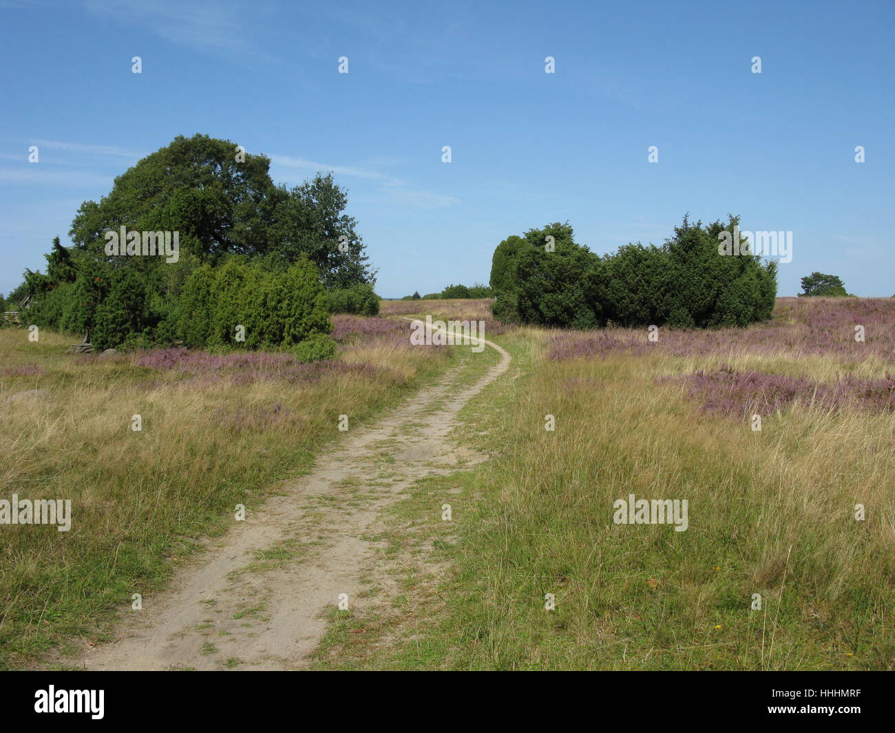 Senderismo en el lneburg heath Foto de stock