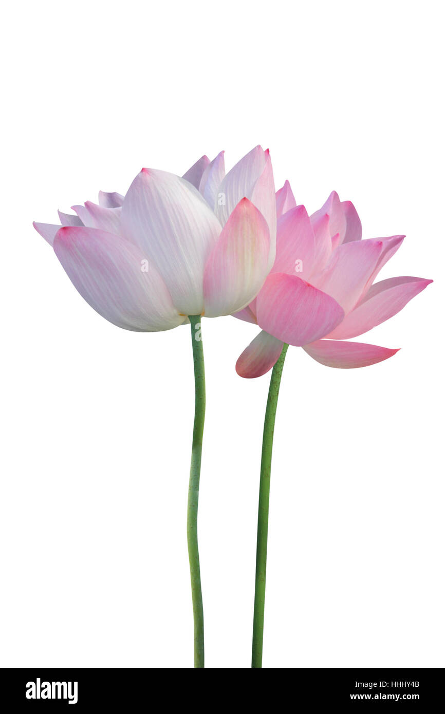 Aislados, Flor, planta, lotus, Zen, budismo, blanco, bodegón, zapatos  Fotografía de stock - Alamy
