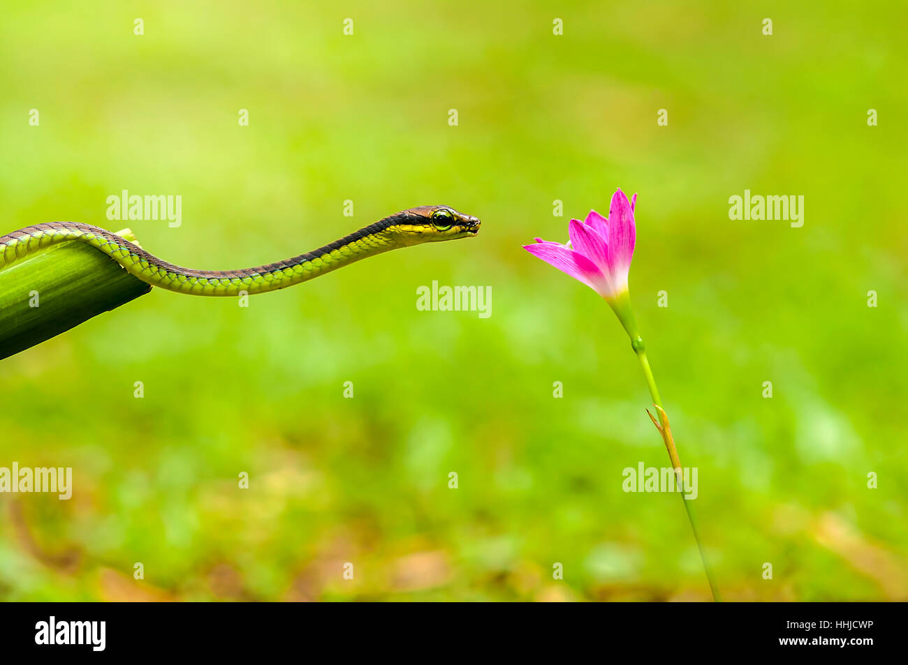 Animales, mamíferos, reptiles, serpientes, flores, flor, Foto de stock