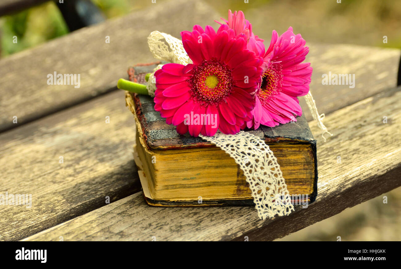Un libro viejo y una hermosa flor Foto de stock