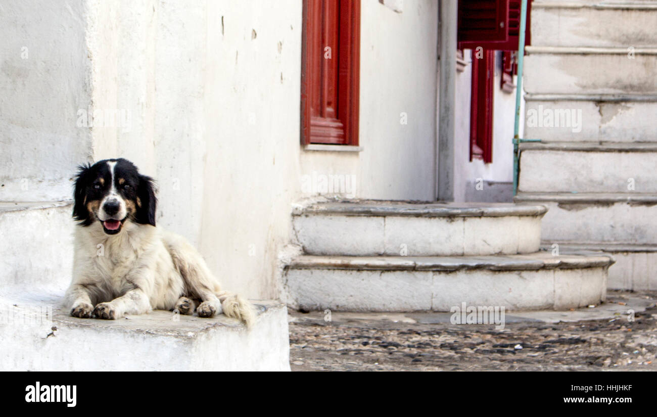 Perro blanco sentado en la calle de Mykonos. Foto de stock