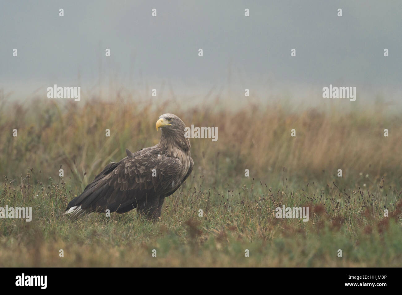 El águila de cola blanca / Mar Haliaeetus albicilla Eagle ( ) Adulto, sentados en el suelo de hierba, girar la cabeza, mirar alrededor. Foto de stock