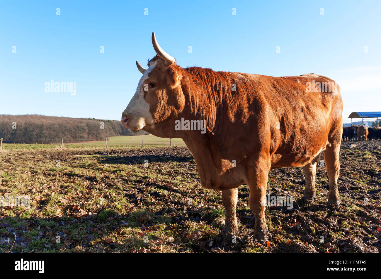 Salers, marrón rojizo en el pastoreo de ganado, Middle Franconia, Baviera, Alemania Foto de stock