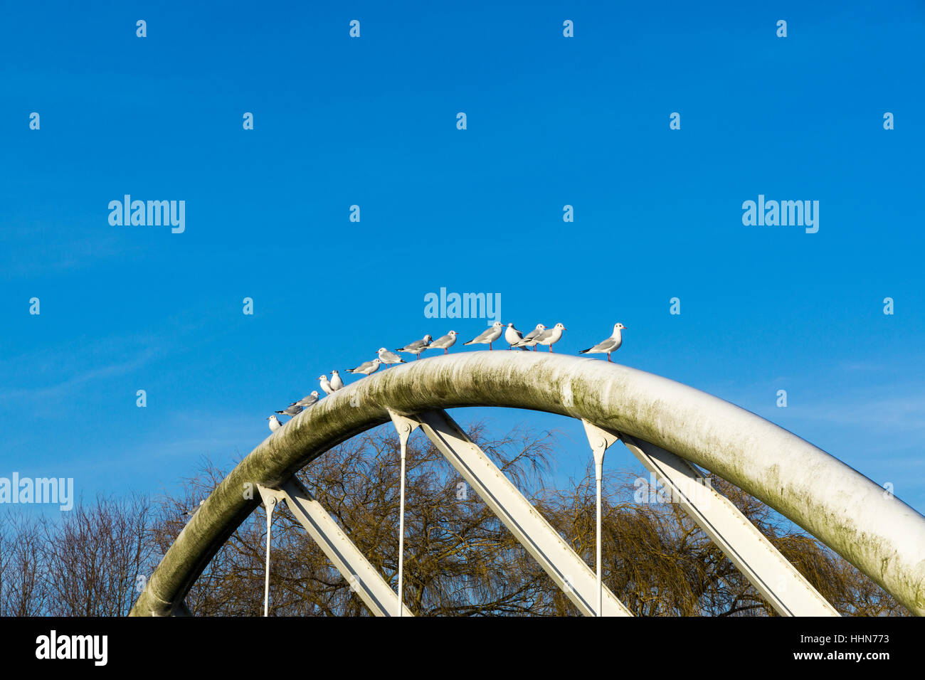 Las gaviotas de cabeza negra alineadas en la parte superior del puente de ciclo Riverside CAMBRIDGE CAMBRIDGE 2017 Foto de stock