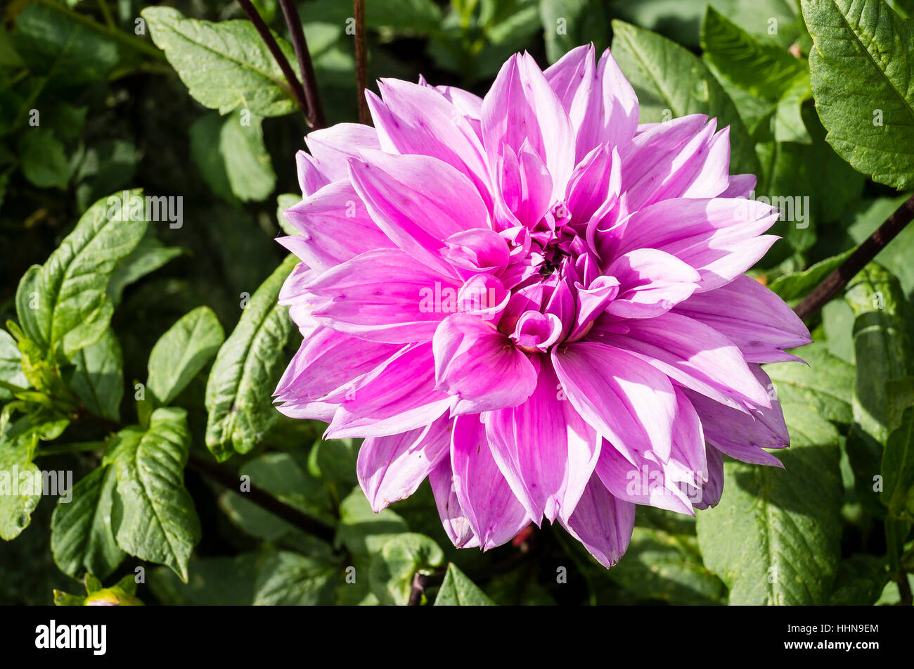 Dalia Lila tiempo floración en septiembre en UK Foto de stock