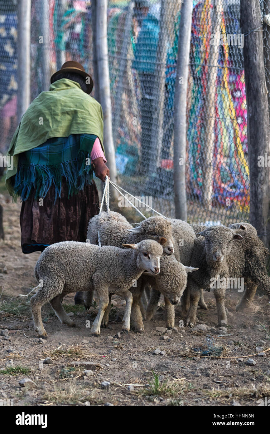 Agosto 6, 2016 en Otavalo, Ecuador: mujeres indígenas vendiendo ovejas corderos en el mercado de animales tirando de la cuerda que los ata Foto de stock