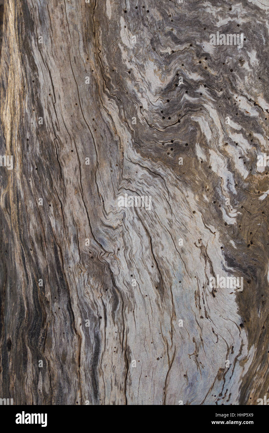 Resumen muertos apple corteza del tronco patrón swirl con madera muerta y remolinos de grano de madera y carcoma agujeros. Foto de stock