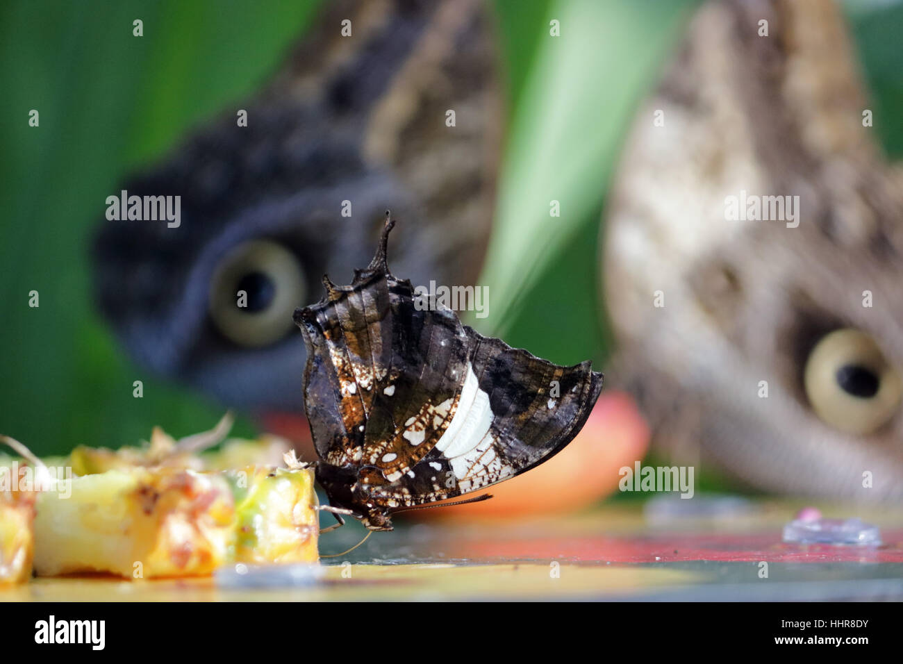 Wisley, Surrey, Reino Unido. El 20 de enero de 2017. mariposa con las alas cerradas se alimenta de frutos con la mira en los ojos de dos mariposas búho detrás, en el calor del invernadero tropical en Wisley Gardens en Surrey. Foto de stock
