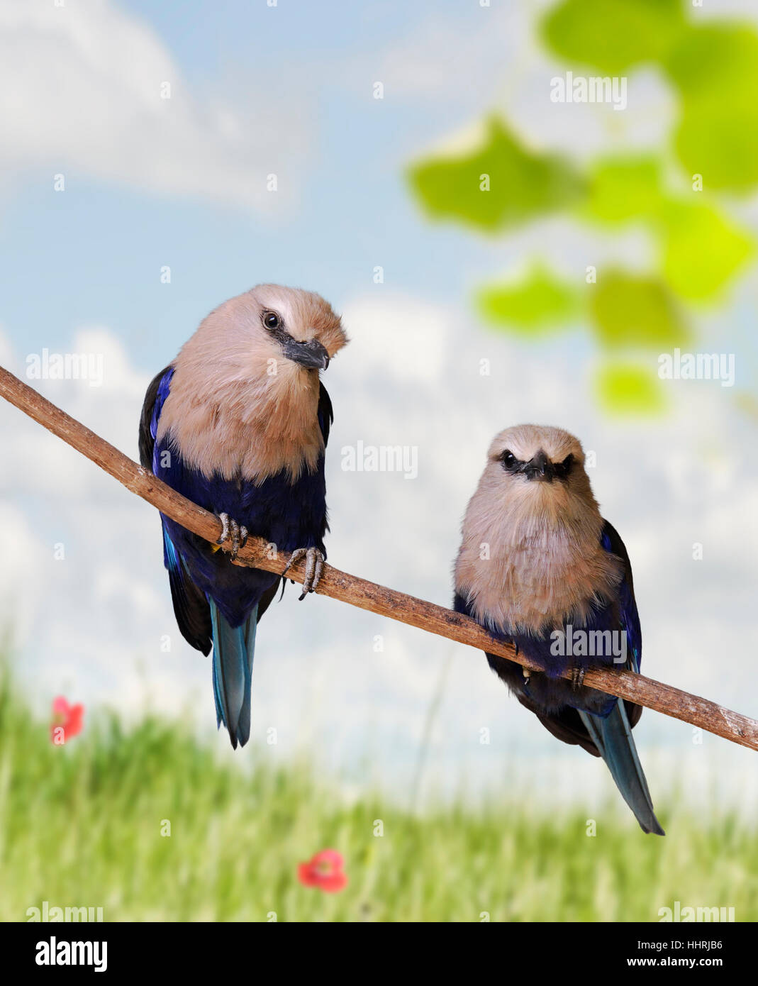 Animales, pájaros, exterior, firmamento, cielo azul, naturaleza, animales, pájaros, salvaje, Foto de stock