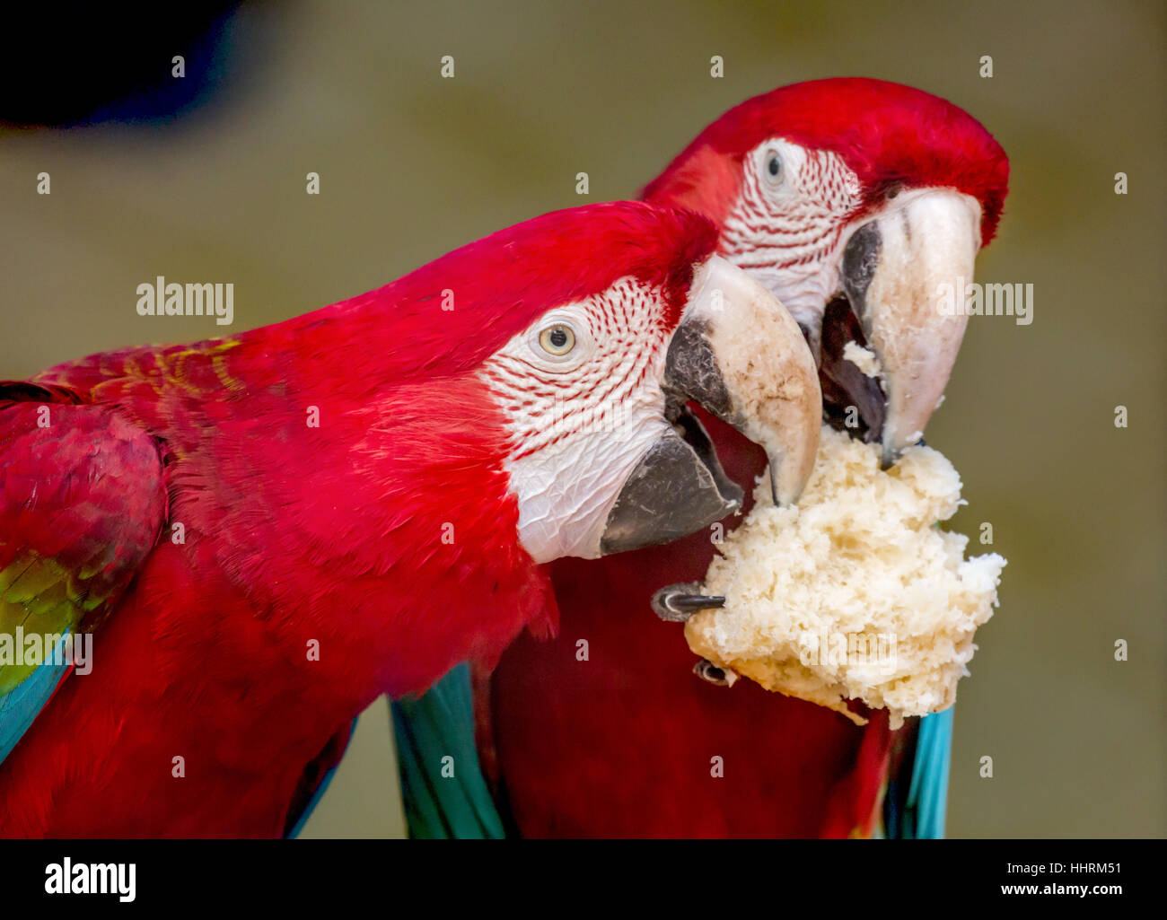 Guacamaya Roja aves comparten un pedazo de pan de crema en un santuario de aves en la India. Un closeup retrato. Foto de stock