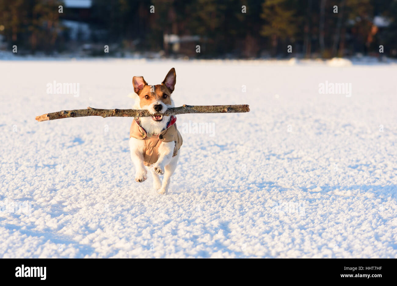 Perro jugando con big stick en el hielo de la bahía en buen día Foto de stock