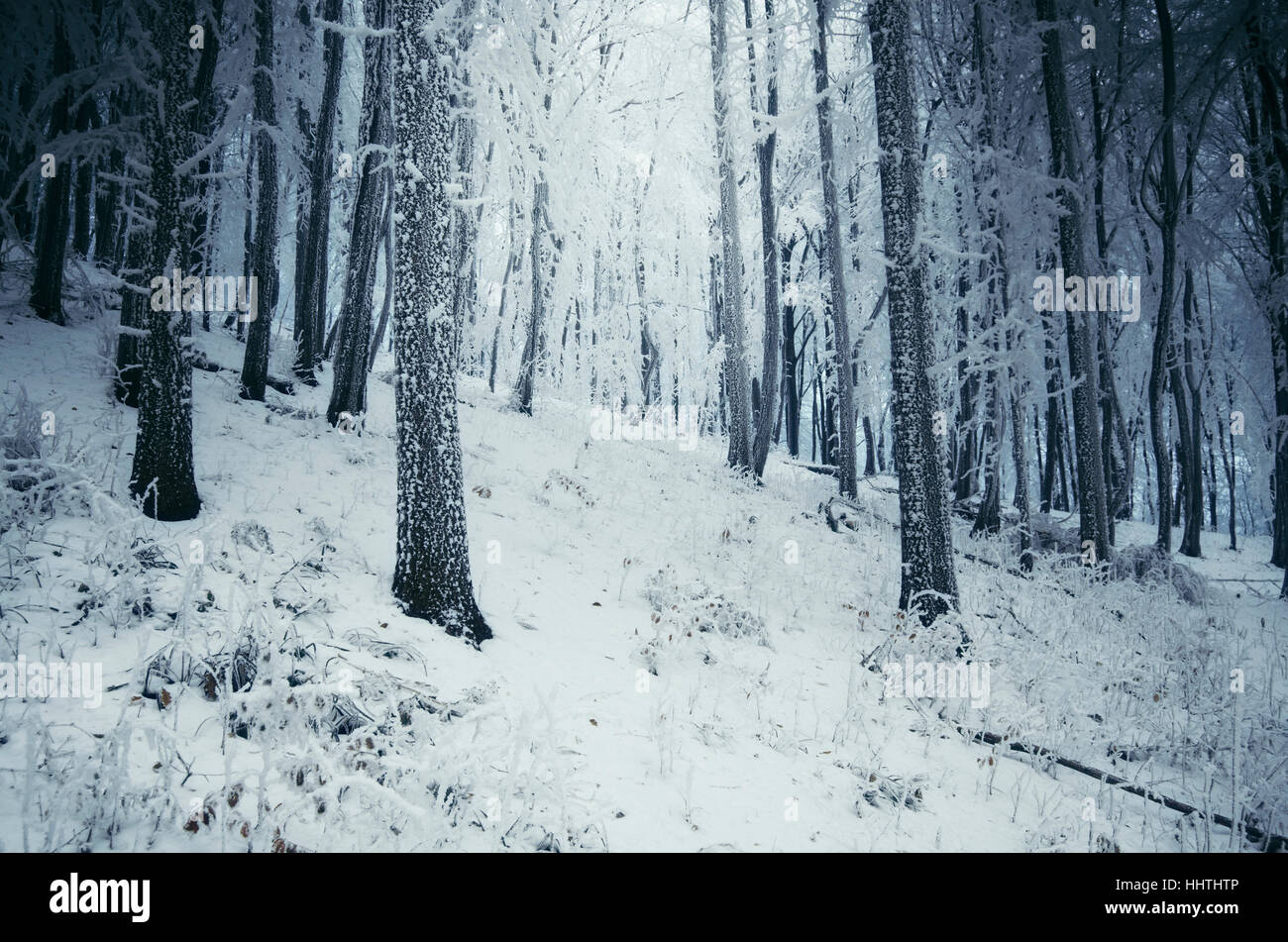 La nieve en el bosque en días fríos de invierno, paisaje natural Foto de stock