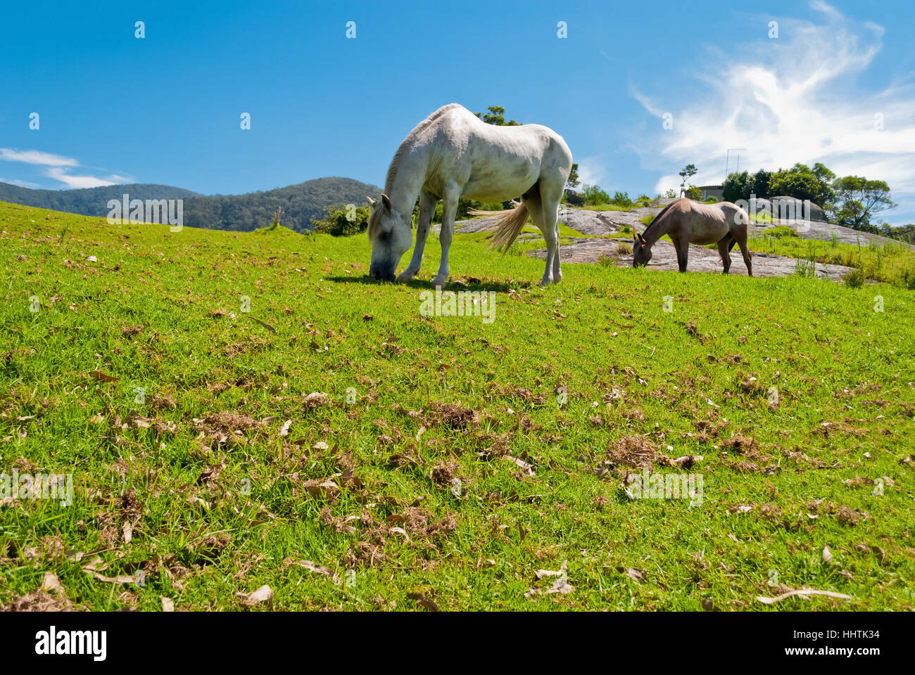 Vida salvaje y natural fotografías e imágenes de alta resolución Alamy