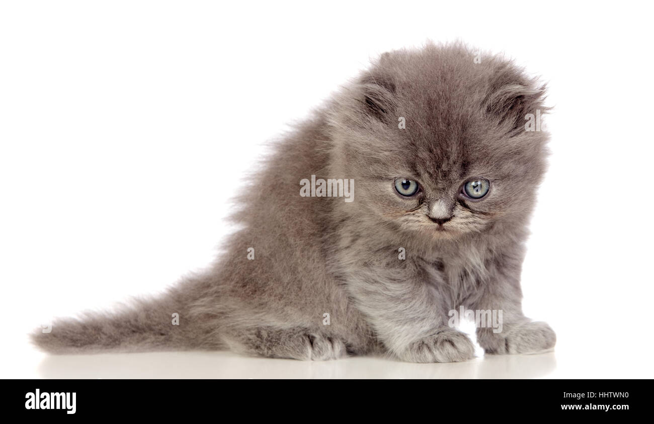Animal, mascota, gato, gatito bebé, acogedor, domésticos, gatos, angora,  pussycat, cat Fotografía de stock - Alamy