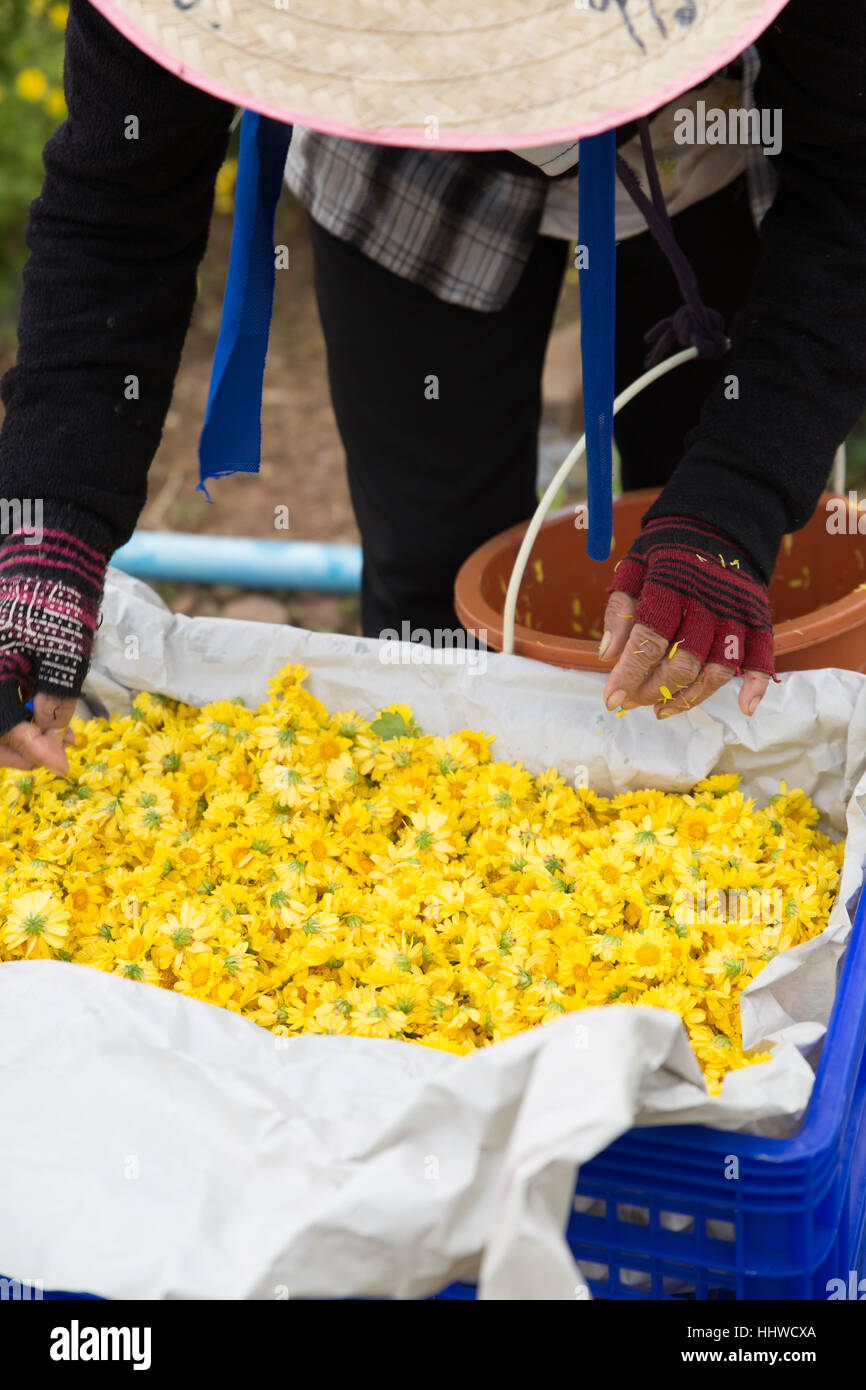 Chiang Mai, Tailandia - Noviembre 28, 2016: Flor de crisantemo cosecha agricultor no identificadas para la producción de té en el maejo granja en Chiang Mai, Tailandia Foto de stock