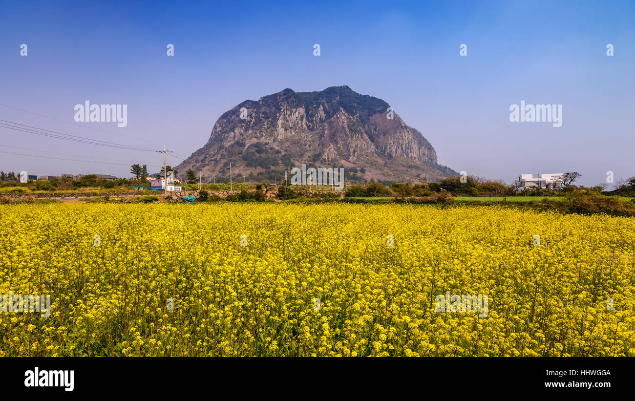 Campo de canola en Jeju-do Sanbangsan, Jeju, Corea del Sur Foto de stock